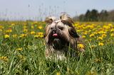 SHIH TZU 309